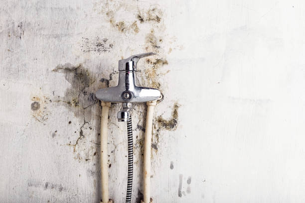 Office Mold Removal Services in Battle Ground, IN
