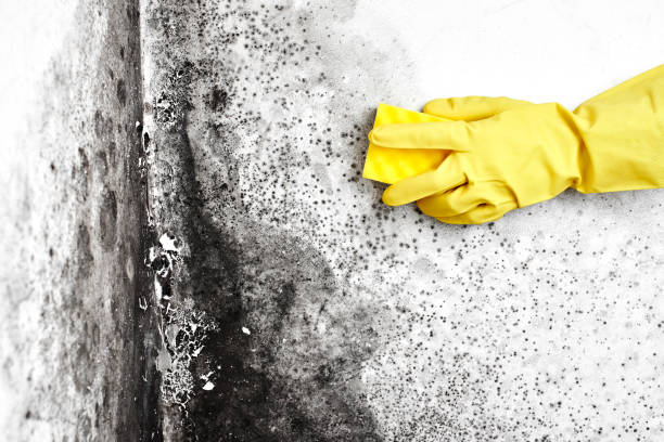 Best Fast Mold Removal  in Battle Ground, IN