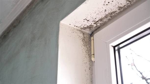 Best Attic Mold Removal  in Battle Ground, IN