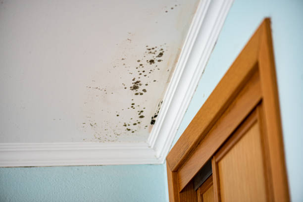 Best Emergency Mold Removal  in Battle Ground, IN
