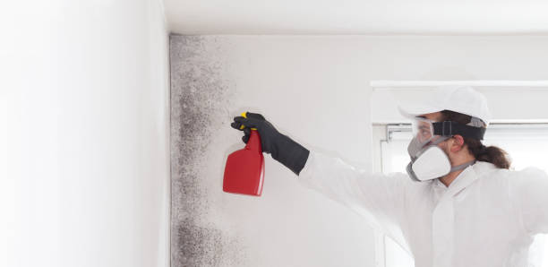 Mold Removal Process in Battle Ground, IN