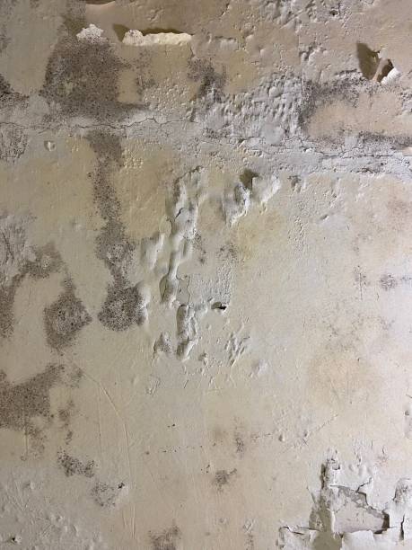 Best Certified Mold Removal  in Battle Ground, IN