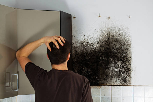 Certified Mold Removal in Battle Ground, IN