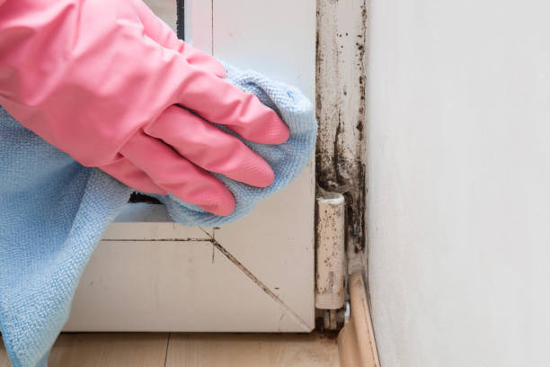 Best Mold Removal Company Near Me  in Battle Ground, IN