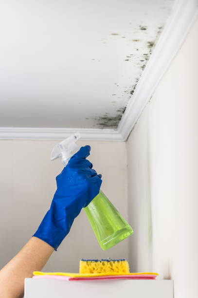 Best Mold Removal and Inspection  in Battle Ground, IN